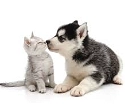 Animale de companie